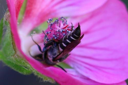 Réf. 235 273 : Coelioxys sp.