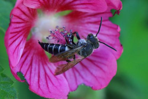 Réf. 235 272 : Coelioxys sp.