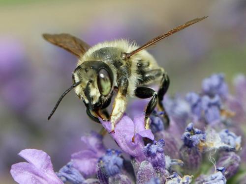 Réf. 235 347 : Megachile maritima