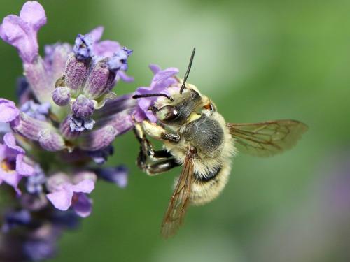 Réf. 235 350 : Megachile maritima