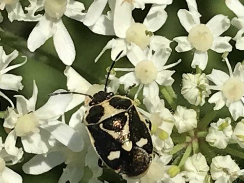 Eurydema oleracea