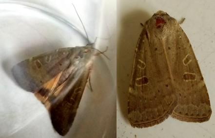 Noctua pronuba