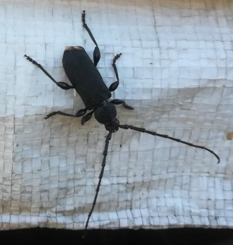 Réf. 235 177 : Ropalopus clavipes