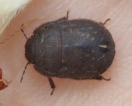 Odontoscelis fuliginosa