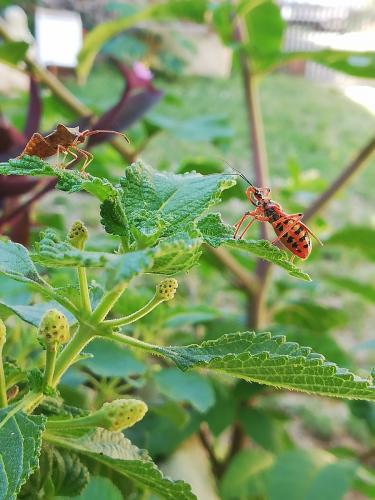 Rhynocoris iracundus