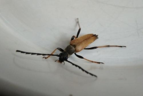 Stictoleptura rubra