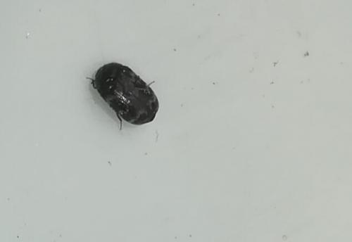 Réf. 235 800 : Attagenus trifasciatus