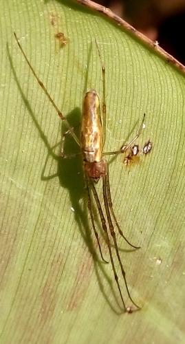 Réf. 235 913 : Tetragnatha sp.