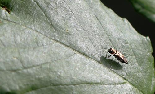 Agrilus sp.
