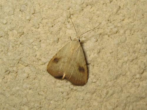 Réf. 235 166 : Rivula sericealis