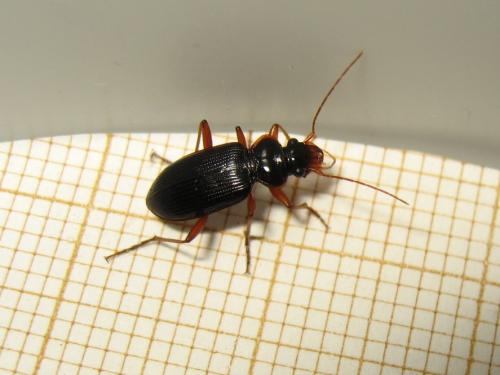 Leistus rufomarginatus