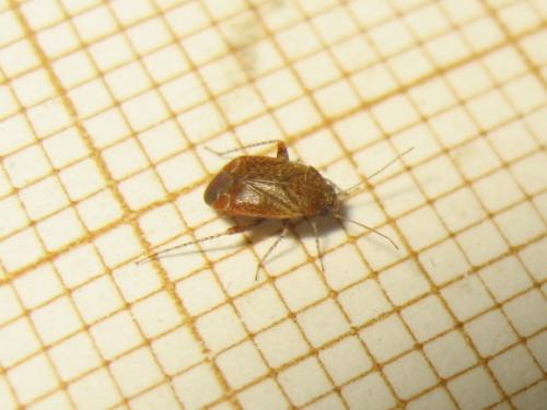 Psallus sp.