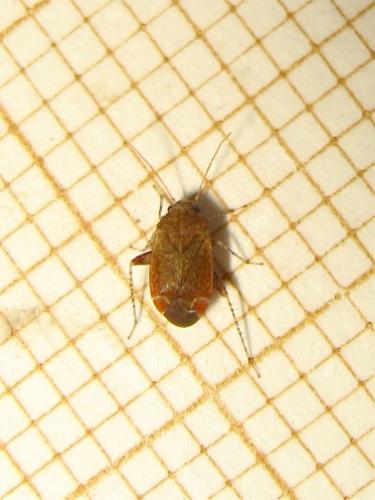 Psallus sp.