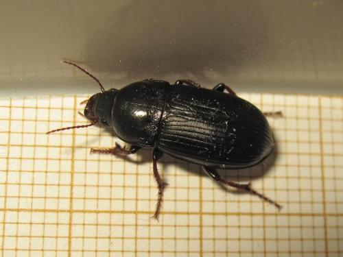 Réf. 235 439 : Zabrus tenebrioides