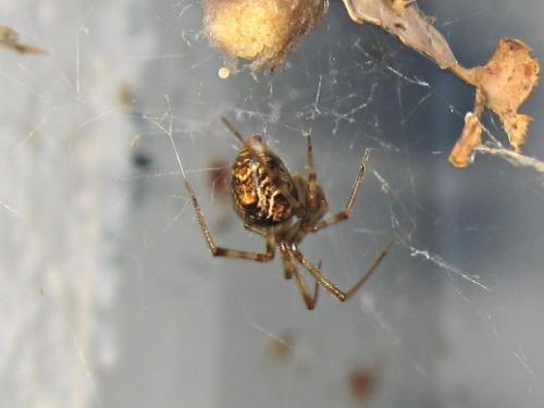 Parasteatoda sp.