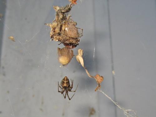 Parasteatoda sp.