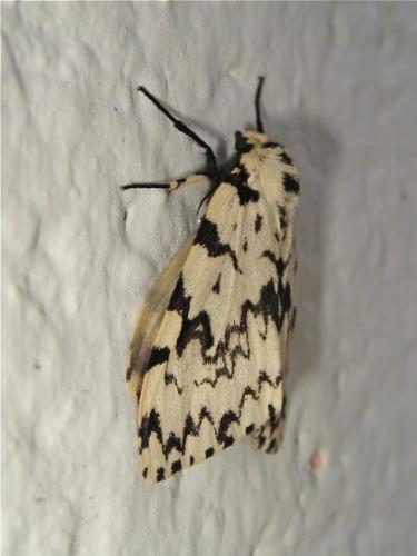Lymantria monacha