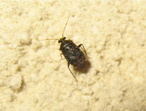 Charagochilus sp.