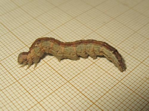 Réf. 235 761 : Dysgonia algira