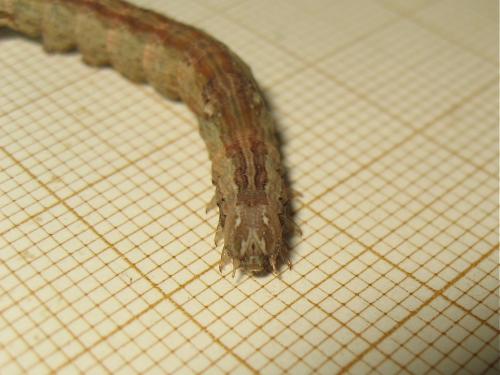 Réf. 235 760 : Dysgonia algira