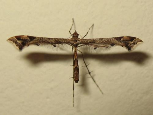 Réf. 235 742 : Amblyptilia acanthadactyla