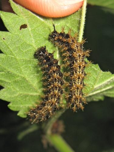 Araschnia levana