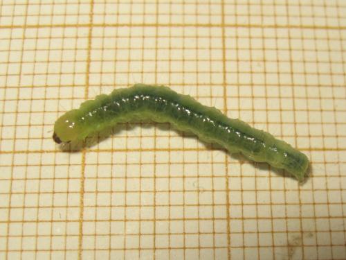 Réf. 235 720 : Pleuroptya ruralis