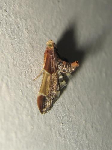 Réf. 235 767 : Pyralis farinalis