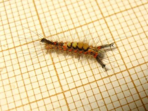 Orgyia antiqua