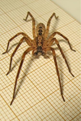 Zoropsis spinimana