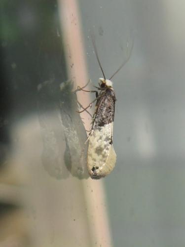 Trichophaga tapetzella