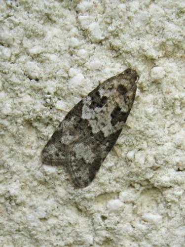 Réf. 235 992 : Cnephasia sp.