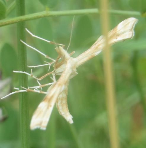 Gillmeria ochrodactyla