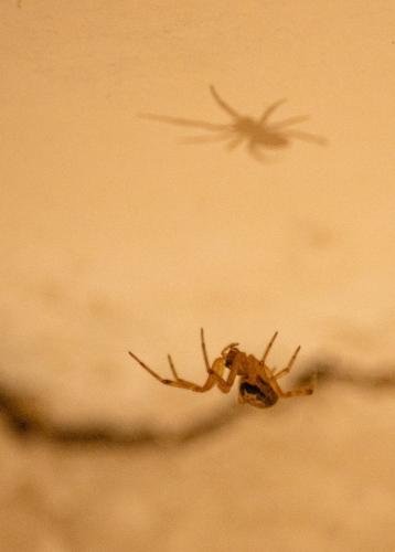 Réf. 235 972 : Steatoda nobilis