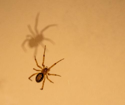Réf. 235 970 : Steatoda nobilis