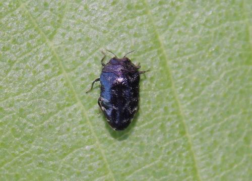 Réf. 235 380 : Trachys minutus