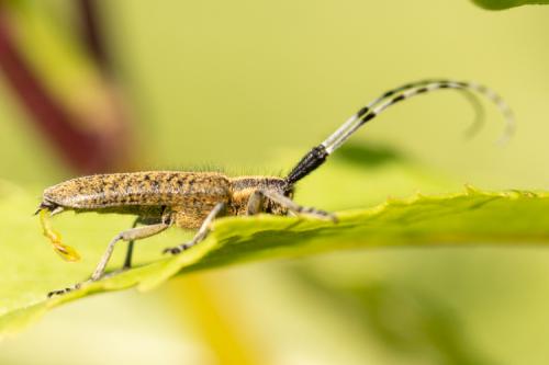 Réf. 235 385 : Agapanthia villosoviridescens