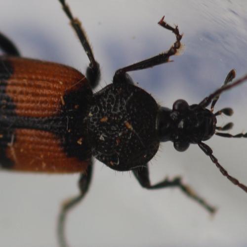 Réf. 235 962 : Panagaeus cruxmajor