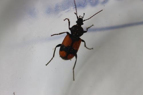 Réf. 235 912 : Panagaeus cruxmajor