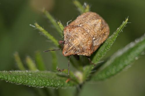 Réf. 235 769 : Psacasta granulata