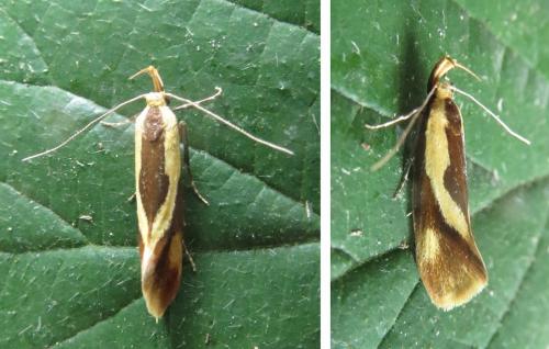 Harpella forficella