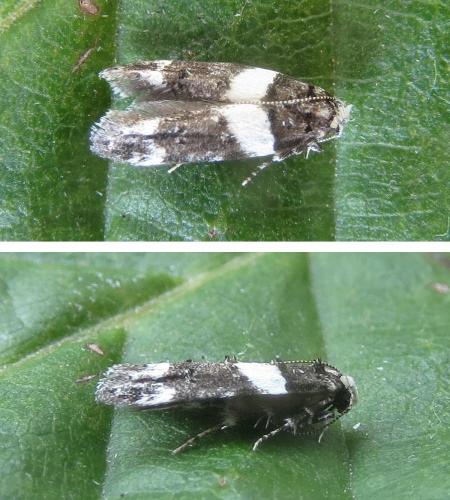 Réf. 235 604 : Recurvaria leucatella