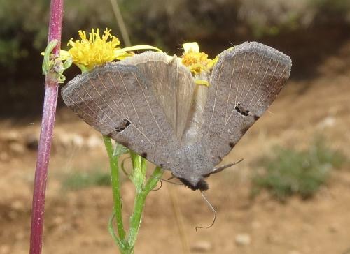 Lygephila craccae
