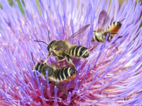 Réf. 235 732 : Megachile albisecta