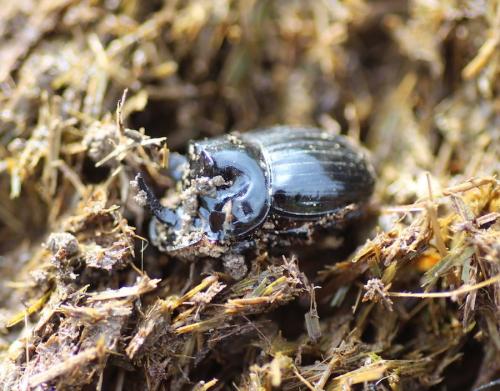 Copris lunaris