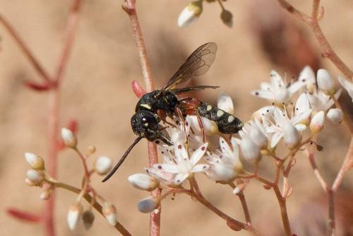 Réf. 235 695 : Sapyga octoguttata