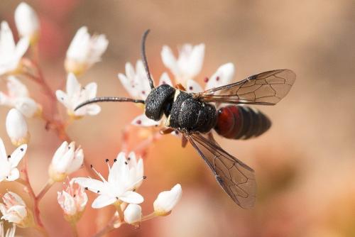 Sapyga octoguttata