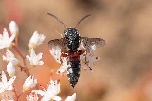 Réf. 235 697 : Sapyga octoguttata