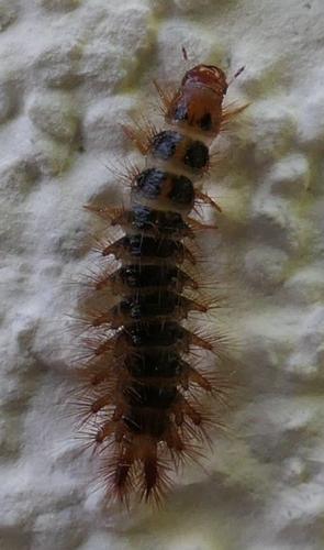 Drilus flavescens