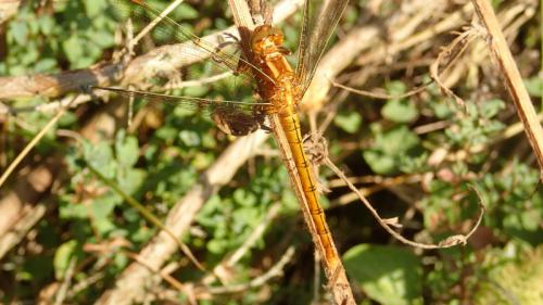 Orthetrum coerulescens